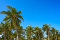 Tulum palm trees jungle on Mayan Riviera beach Royalty Free Stock Photo