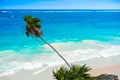 Tulum turquoise beach palm tree in Riviera Maya at Mayan Royalty Free Stock Photo