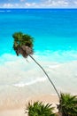 Tulum turquoise beach palm tree in Riviera Maya at Mayan Royalty Free Stock Photo