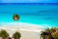 Tulum turquoise beach palm tree in Riviera Maya at Mayan Royalty Free Stock Photo