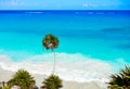 Tulum turquoise beach palm tree in Riviera Maya at Mayan Royalty Free Stock Photo