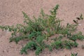 Tumble Pigweed   40201 Royalty Free Stock Photo