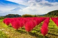 Tumble Weed and Mt. Fuji Royalty Free Stock Photo