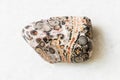 Tumbled Leopard Skin Jasper, Jaguar Stone on white