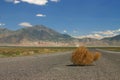 Tumbleweed Royalty Free Stock Photo