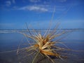 Tumbleweed on the beach Royalty Free Stock Photo