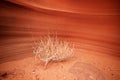Tumbleweed Blown Into a Corner Royalty Free Stock Photo