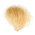 Tumbleweed Bush Royalty Free Stock Photo