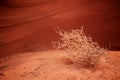 Tumbleweed In Canyon