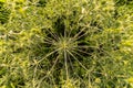 Tumbleweed close-up