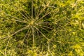 Tumbleweed close-up