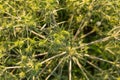 Tumbleweed close-up