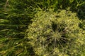 Tumbleweed close-up