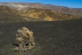 Tumbleweed in the desert