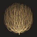 Tumbleweed drawing vector Royalty Free Stock Photo