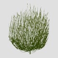 Tumbleweed drawing vector Royalty Free Stock Photo