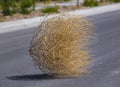 Tumbleweed n the center of a residential street Royalty Free Stock Photo