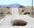 Tumbleweed in Arizona.