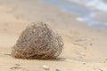 Tumbleweed on the sandy bank of the Omani Gulf Royalty Free Stock Photo