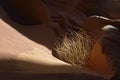 Tumbleweed wedged in a sandstone slot, Lower Antelope Canyon, Hasdestwazi, LeChee Chapter, Navajo Nation, Arizona