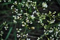 Tumbleweed white flowers macro close up detail, soft blurry bokeh background