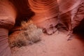 Tumbleweeds in a Corner Royalty Free Stock Photo