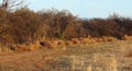 Tumbleweeds line the fence Royalty Free Stock Photo