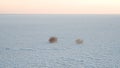 Tumbleweeds roll across the surface of a salt lake