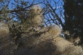 Tumbleweeds stuck up in the trees Royalty Free Stock Photo