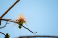 Tummy wood or Patana oak flower Royalty Free Stock Photo