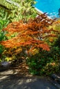 Tumwater Autumn Tree Royalty Free Stock Photo