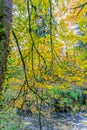 Tumwater Falls Park Autumn Branches 6 Royalty Free Stock Photo