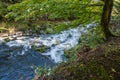 Tumwater River Rapids Royalty Free Stock Photo