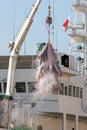 Tuna being unloaded from industrial fishing boat. Mediterranean sea, Malta