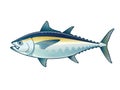 Tuna Blackfin Vector design Illustration