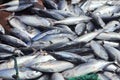 Tuna caught by trawl net in the sea of Nha Trang bay