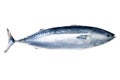 Tuna fish Royalty Free Stock Photo