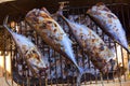 Tuna fish barbecue with bonito sarda and little tunny