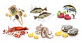 Tuna fish, caviar, squid, oysters and octopus seafood set. Vector realistic detailed illustrations