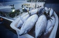 Tuna fish in container on fishing boat dawn Cairns Australia