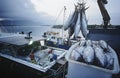 Tuna fish in container on fishing boat dawn Cairns Australia Royalty Free Stock Photo