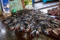 Tuna Fish at Fishing market in Beruwala Harbour, Sri Lanka