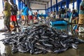 Tuna Fish at Fishing market in Beruwala Harbour, Sri Lanka