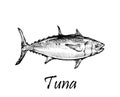 Tuna Fish Hand Drawing Sketch Vector Illustration Royalty Free Stock Photo