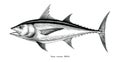 Tuna fish hand drawing vintage engraving illustration Royalty Free Stock Photo