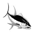 Tuna Fish Hand Drawn in Vintage Engraving Style Royalty Free Stock Photo