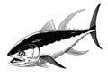 Tuna Fish Illustration Hand Drawn Vintage Style Royalty Free Stock Photo