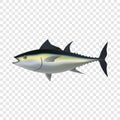 Tuna fish mockup, realistic style Royalty Free Stock Photo