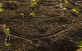 Tuna fish Petroglyph ,Easter island, Chile. Royalty Free Stock Photo