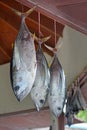 Tuna fish for sale in a fishermen food market in Rarotonga Cook